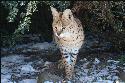 serval wildkatze